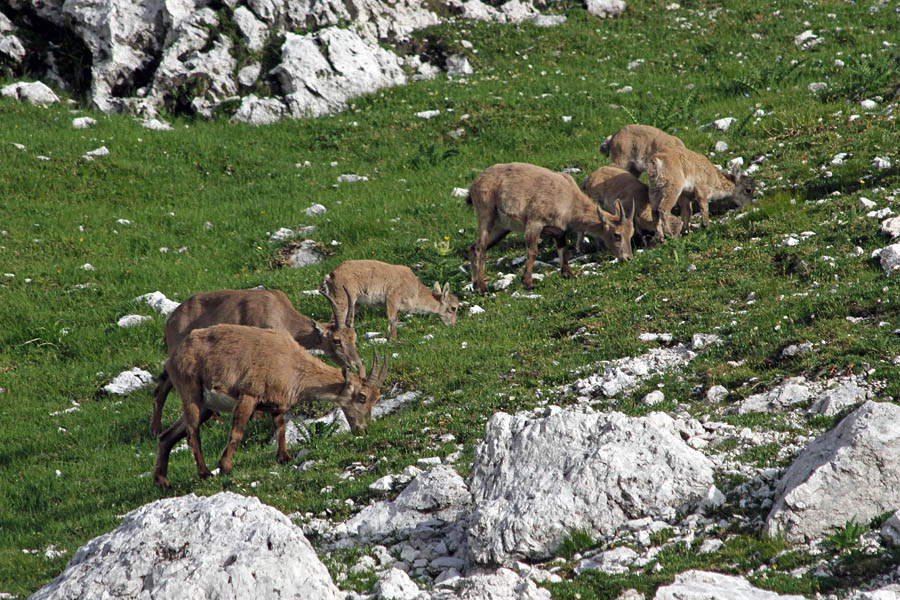 Kozorogi
Okrog bivaka Gorizia v zgornji krnici Belega potoka so se nemoteno pasle kozoroginje z mladički.
Ključne besede: kozorog capra ibex