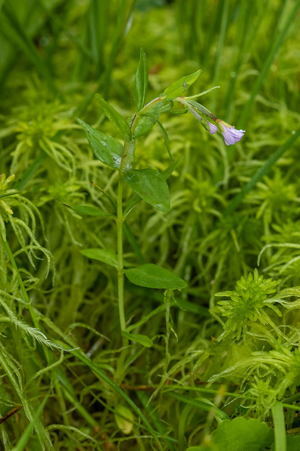 Kimasti vrbovec 
Kimasti vrbovec. Na mokriščih Jelovice. 
Ključne besede: kimasti vrbovec epilobium nutans