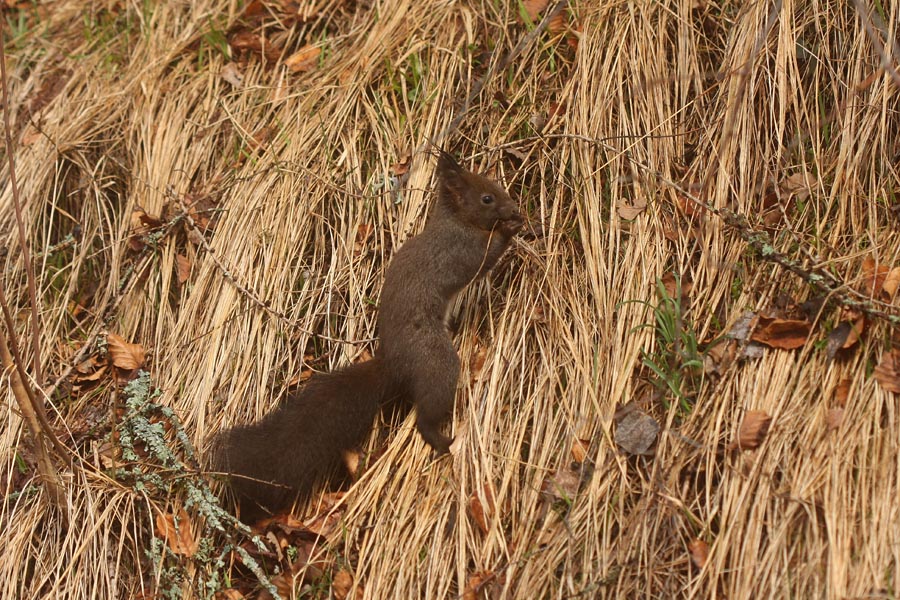 Veverica III.
Veverica pri brskanju za hrano.
Ključne besede: veverica sciurus vulgaris