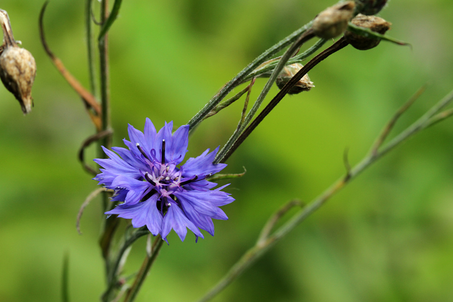 Plavica
Modri glavinec (plavica) v Zgornji Bohinjski dolini.
Ključne besede: modri glavinec plavica centaurea cyanus