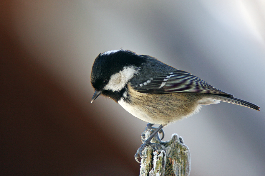 Menišček
Menišček na štoru.
Ključne besede: menišček parus ater