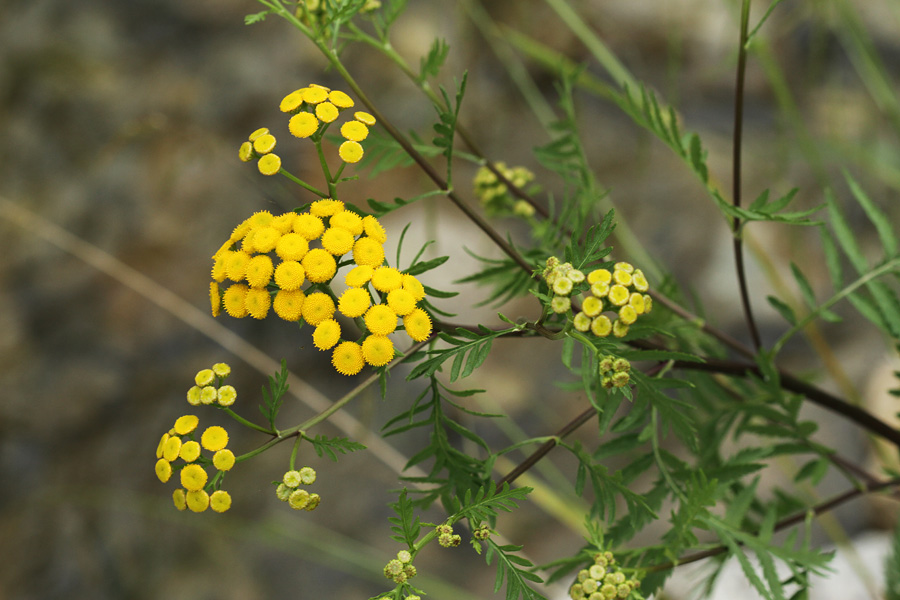 Navadni vratič
Navadni vratič v Zgornji Bohinjski dolini.
Ključne besede: navadni vratič tanacetum vulgare