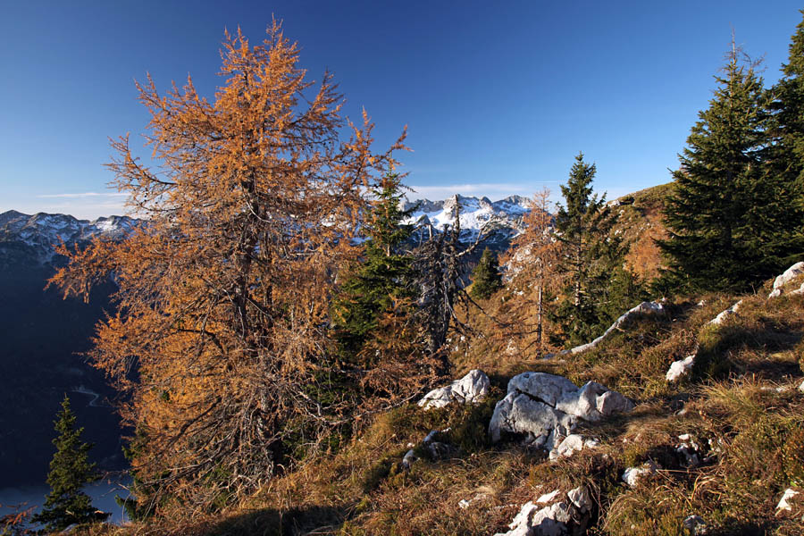 Na Pršivcu
Eden od premnogih macesnov ob poti na Pršivec.
Ključne besede: pršivec