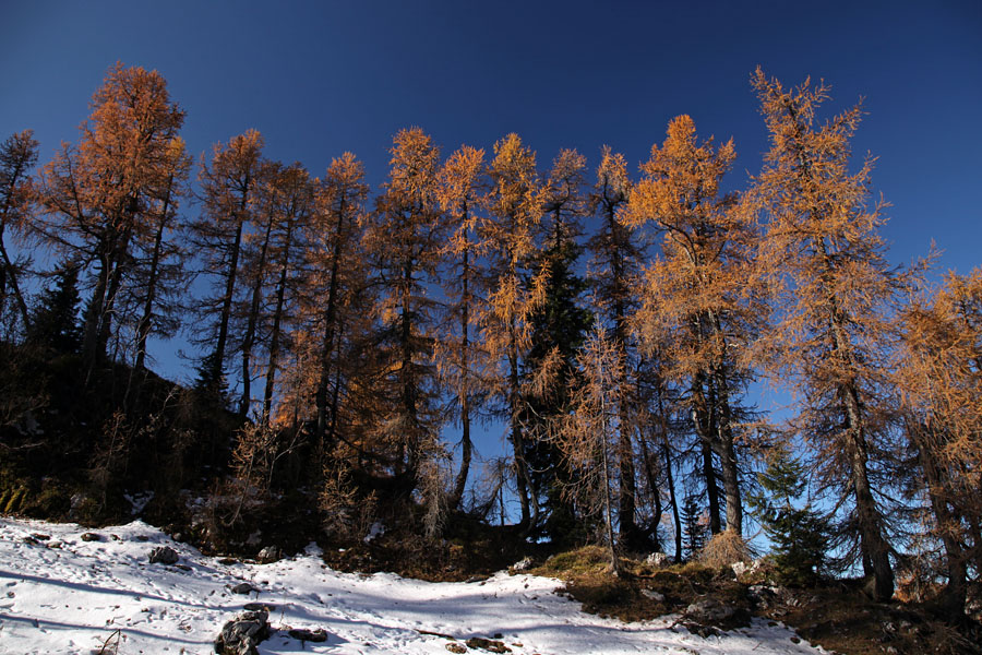 Na planino Viševnik
Vitki macesni ob poti s Pršivca proti planini Viševnik.
Ključne besede: pršivec planina viševnik