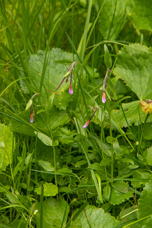 Kimasti vrbovec 
Kimasti vrbovec. Na mokriščih Jelovice. 
Ključne besede: kimasti vrbovec epilobium nutans