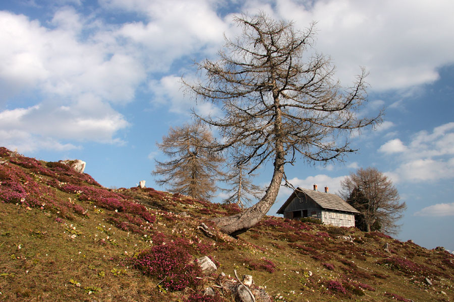 Pomlad na krstenici V.
Lovska koča med šopi resja.
Ključne besede: planina krstenica