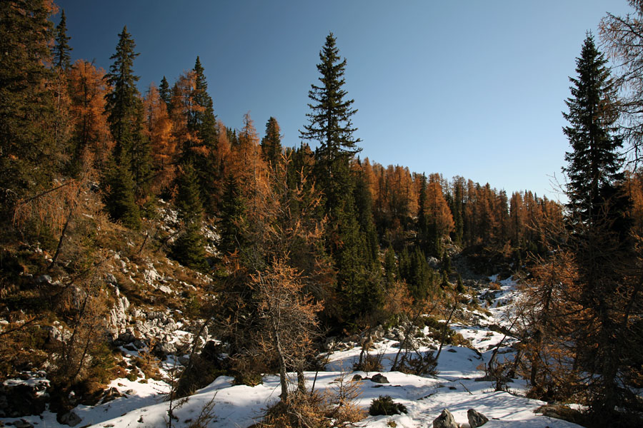 Pot na planino Viševnik I.
Pot na planino Viševnik.
Ključne besede: planina viševnik