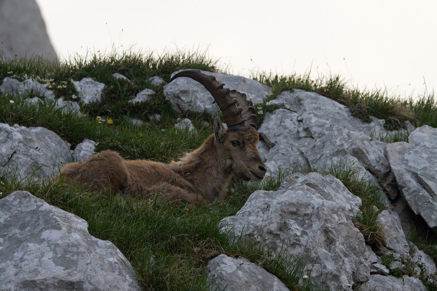 Kozorog I.
Pri počitku.
Ključne besede: kozorog capra ibex