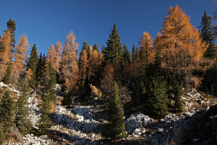 Pot na planino Viševnik II.
Gozd ob poti na planino Viševnik.
Ključne besede: planina viševnik