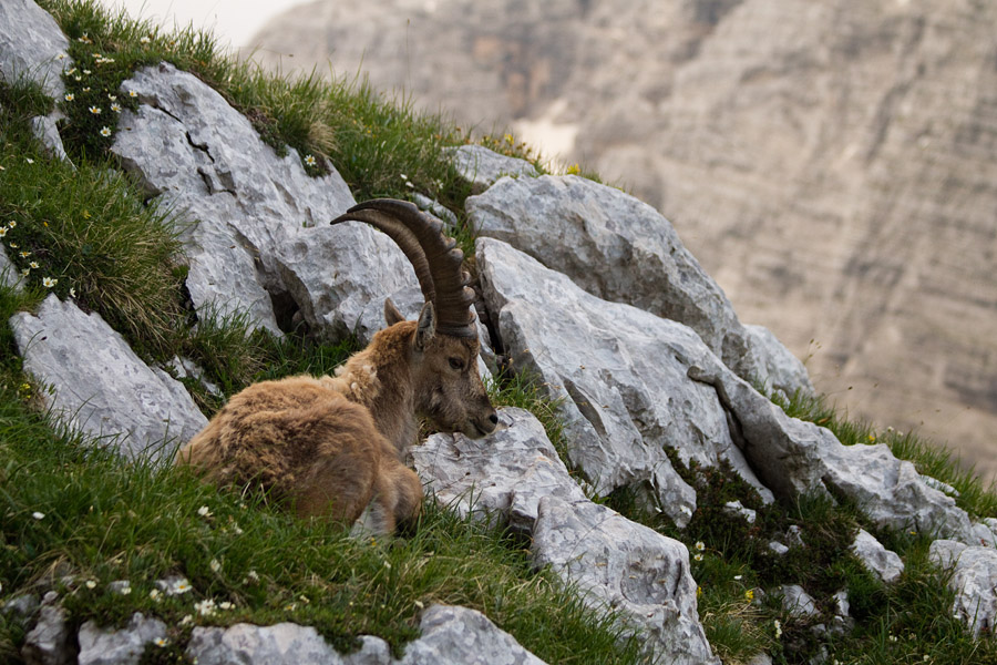 Kozorog II.
Uživanje z razgledom. 
Ključne besede: kozorog capra ibex