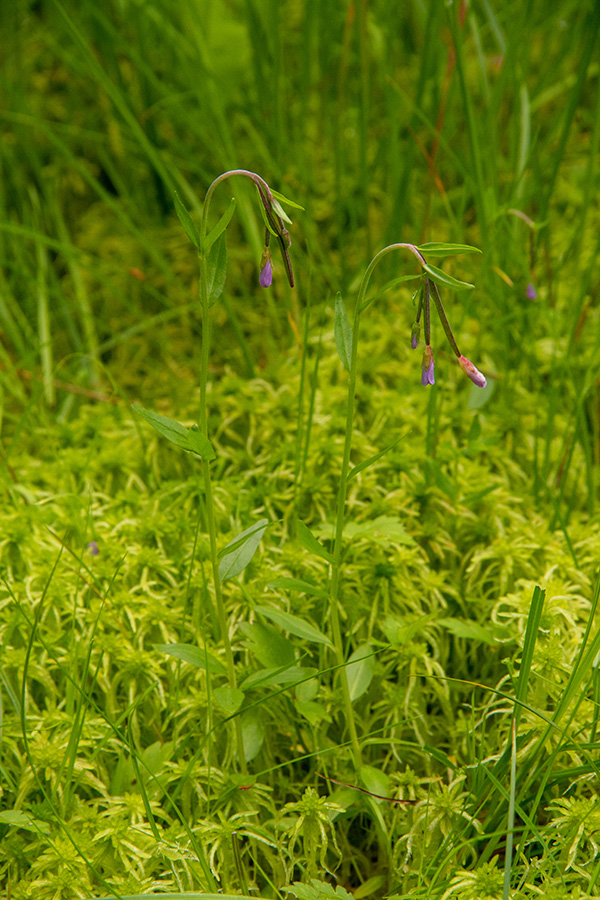 Kimasti vrbovec 
Kimasti vrbovec. Na mokriščih Jelovice. 
Ključne besede: kimasti vrbovec epilobium nutans