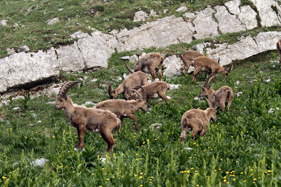 Kozorogi I.
Kozorogi na paši.
Ključne besede: kozorog capra ibex