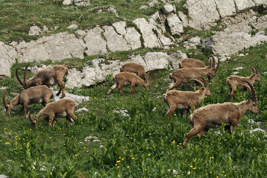 Kozorogi II.
Kozorogi pod Bovškim Gamsovcem.
Ključne besede: kozorog capra ibex