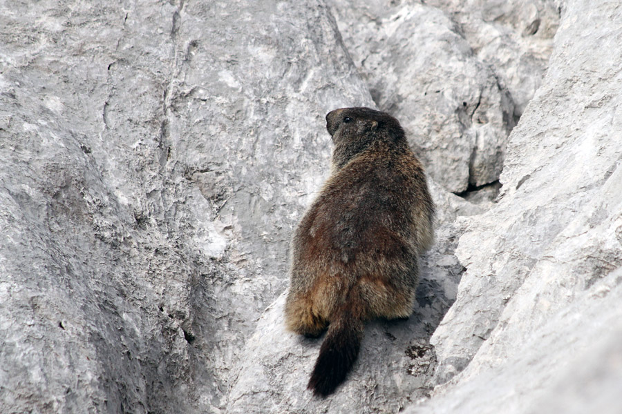 Plezalec
Svizec skrit med skalami. Pod Debelim vrhom.
Ključne besede: alpski svizec marmota marmota