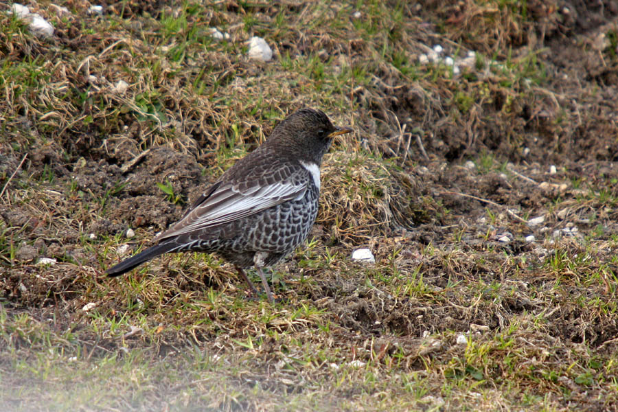 Komatar IV.
Komatar med iskanjem hrane.
Ključne besede: komatar turdus torquatus