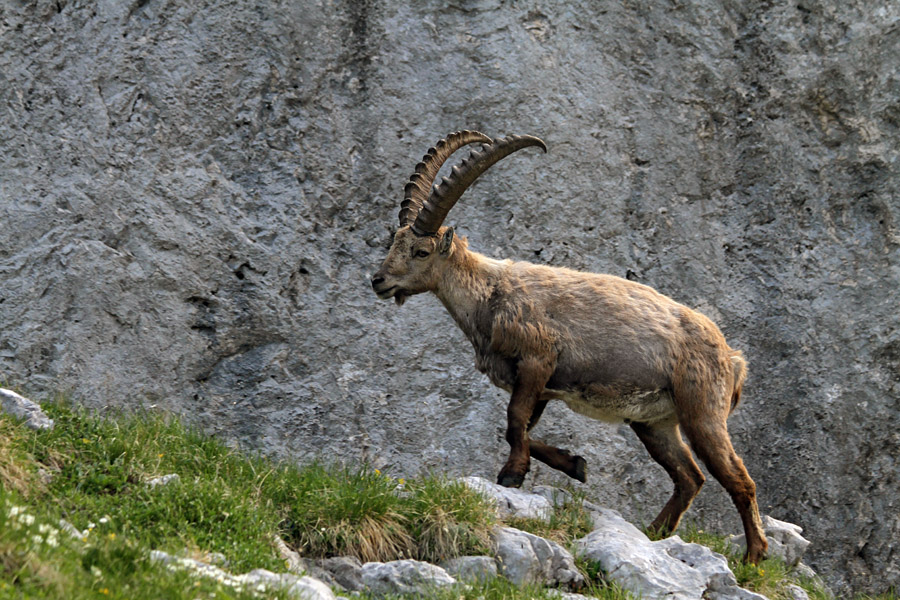 Kozorog III.
Kozorog.
Ključne besede: kozorog capra ibex