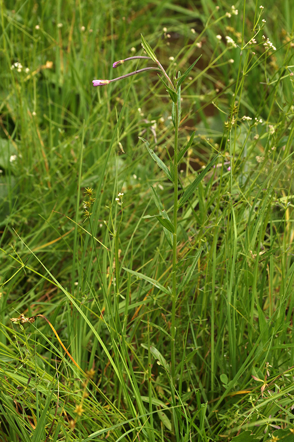 Močvirski vrbovec
Močvirski vrbovec. Jelovica.
Ključne besede: močvirski vrbovec epilobium palustre