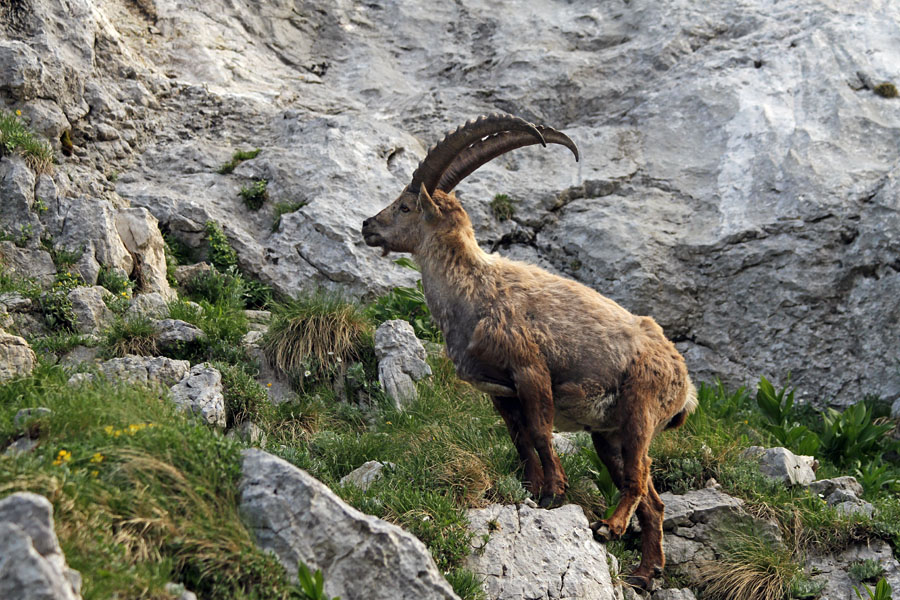 Kozorog IV.
Kozorog.
Ključne besede: kozorog capra ibex