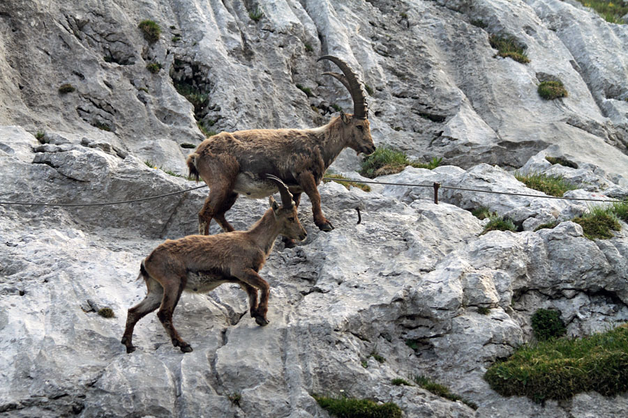 Kozoroga
Kozoroga ne potrebujeta klinov in jeklenih vrvi.
Ključne besede: kozorog capra ibex