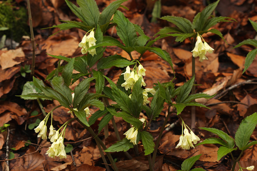 Deveterolistna konopnica
Deveterolistna konopnica raste po gozdovih od konca marca do junija. 
Ključne besede: deveterolistna konopnica cardamine enneaphyllos