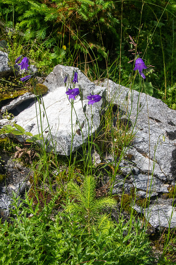 Okroglolistna zvončica
Okroglolistna zvončica.
Ključne besede: okroglolistna zvončica campanula rotundifolia