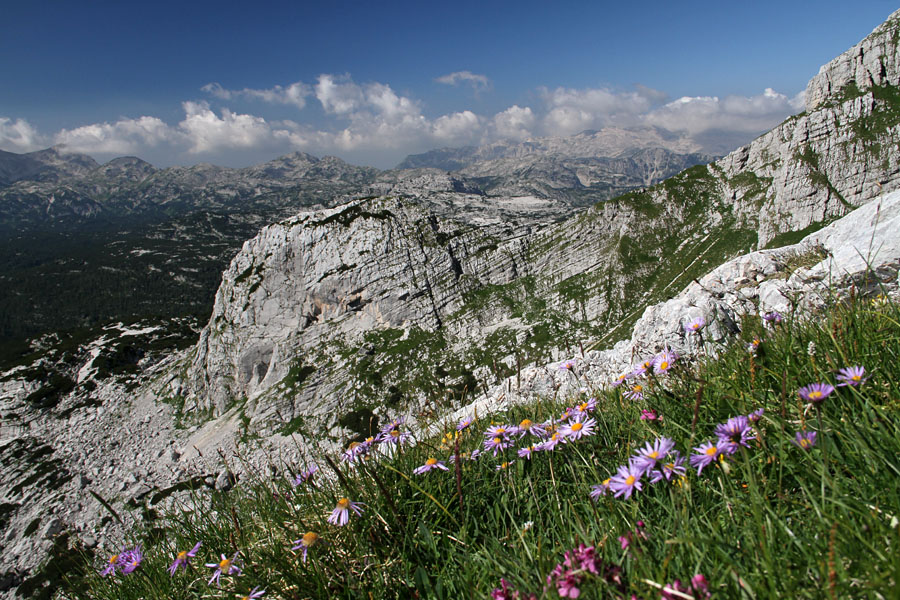 Debeli lašt
Debeli lašt z alpsko nebino. Pot na Veliko špičje.
Ključne besede: debeli lašt alpska nebina aster alpinus