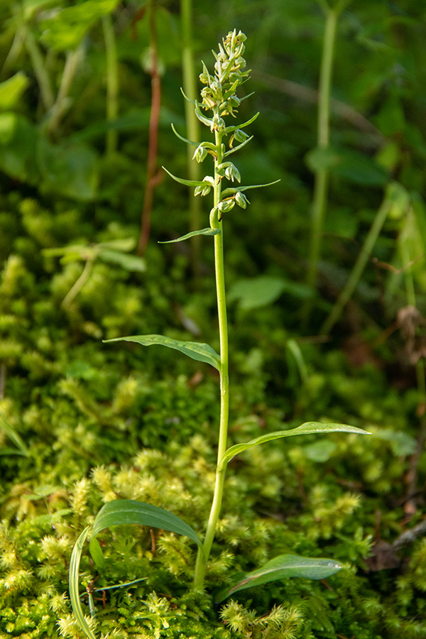 Zeleni volčji jezik
Zeleni volčji jezik.
Ključne besede: zeleni volčji jezik coeloglossum viride