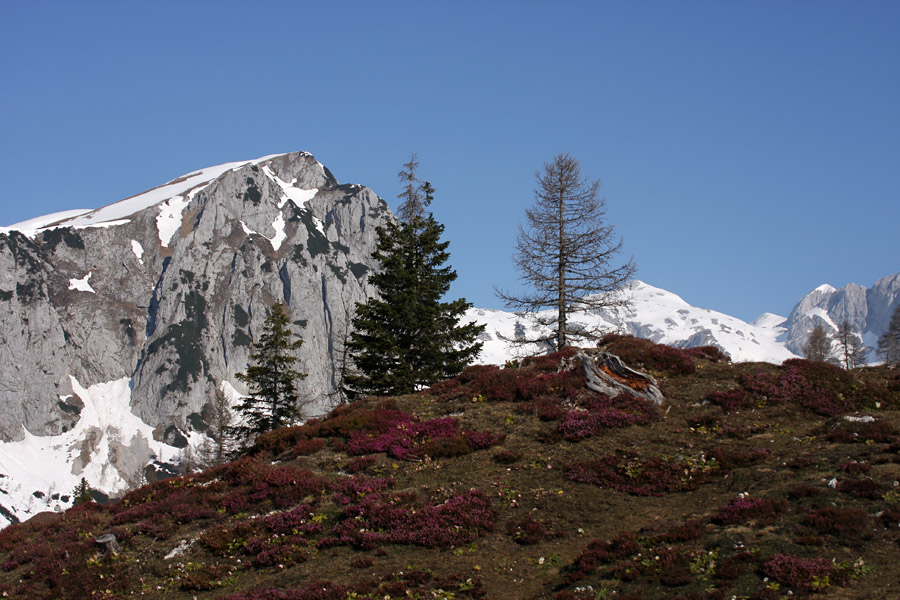 Pomlad na krstenici VI.
Resje na planini in sneg na Ogradih.
Ključne besede: planina krstenica ogradi