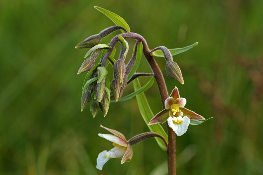 Navadna  močvirnica
Na vlažnih travnikih po Bohinju.
Ključne besede: navadna močvirnica epipactis palustris