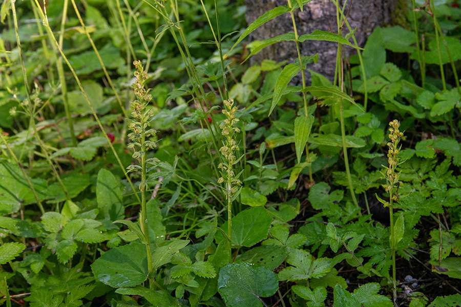 Zeleni volčji jezik
Zeleni volčji jezik na Jelovici.
Ključne besede: zeleni volčji jezik coeloglossum viride