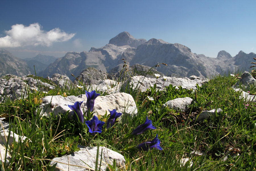 Encijan s Triglavom
Encijan in Triglav z Velikega špičja.
Ključne besede: triglav clusijev svišč gentiana clusii encijan