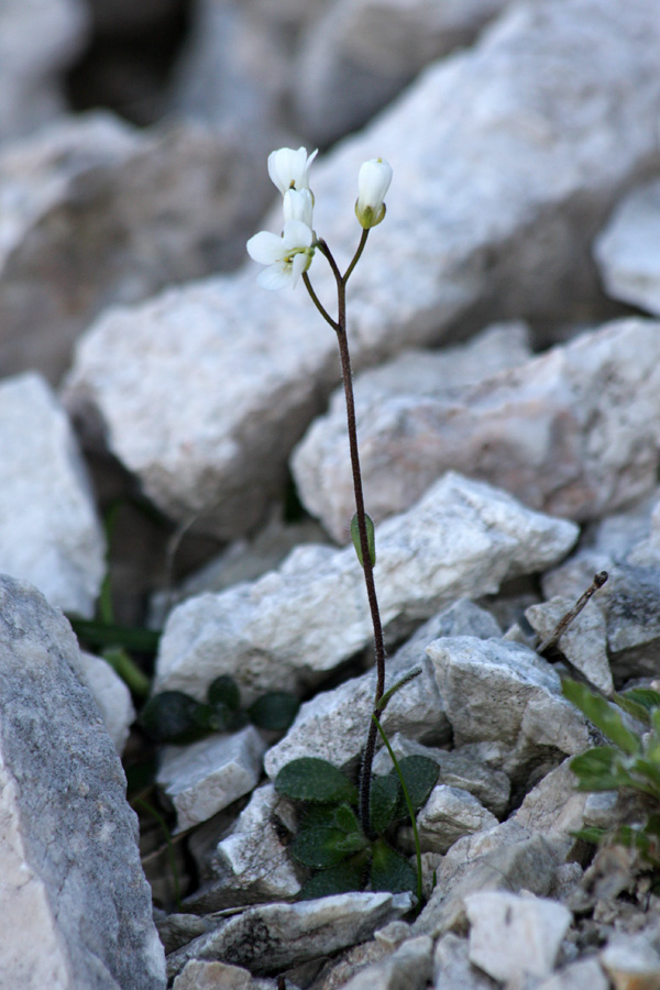 Nizki repnjak
Tik pod Slatno je v senci rasel nizki repnjak.
Ključne besede: nizki zvezdastodlakavi repnjak arabis bellidifolia subsp. stellulata