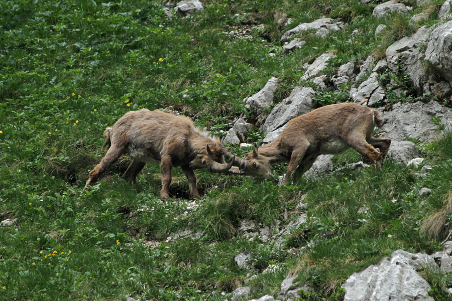 Igra
Mlada kozoroga med igro.
Ključne besede: kozorog capra ibex