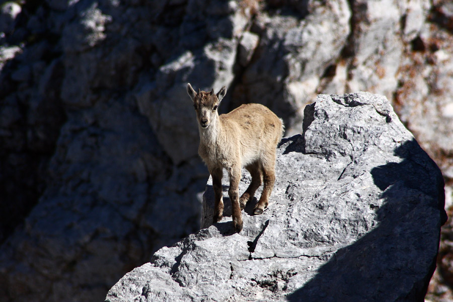 Malo po svoje
Medtem ko kozoroginja počiva v skalni polici ga zvedav mladič "biksa" po svoje.
Ključne besede: kozorog capra ibex ibex