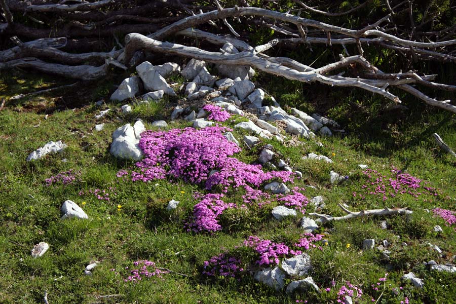 Brezstebelna  lepnica
Med Slatno in Kredo je ponekod vse rdeče od cvetov brezstebelne lepnice.
Ključne besede: brezstebelna lepnica silene acaulis