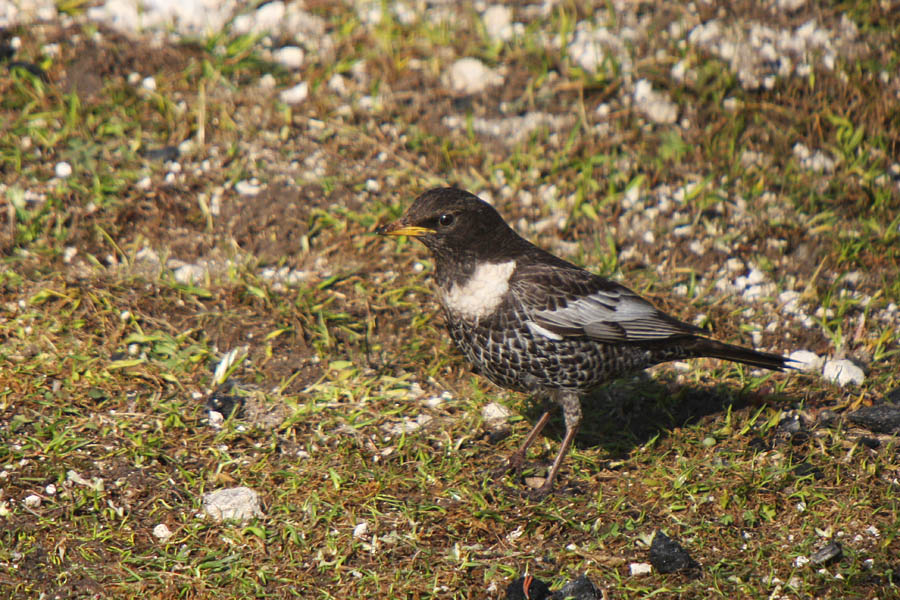 Komatar I.
Na travnikih nad gozdno mejo srečamo komatarje.
Ključne besede: komatar turdus torquatus