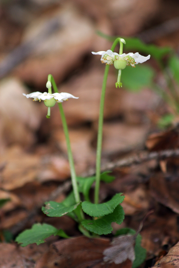 Navadna enocvetka I.
Iglasti gozdovi ob planini Jezero. 
Ključne besede: navadna enocvetka moneses uniflora