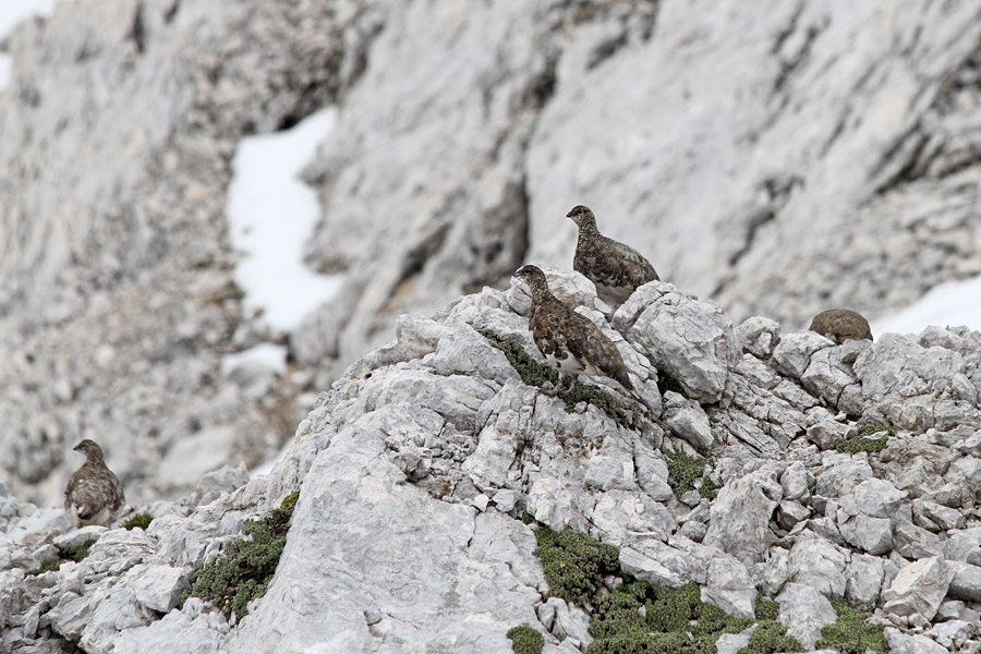 Belke
Za Vršaki smo našli pravi kokošnjak belk.
Ključne besede: belka koconoge kure lagopus mutus