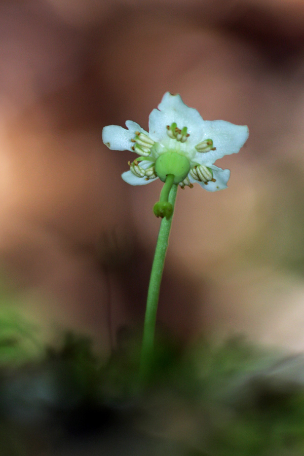 Navadna enocvetka II.
Navadna enocvetka je v temnih gozdovih nehvaležen model za slikanje. Gozdovi ob planini Jezero.
Ključne besede: navadna enocvetka moneses uniflora