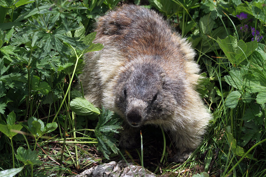 Svizec
Svizec ob poti po dolini Triglavskih jezer.
Ključne besede: alpski svizec marmota marmota