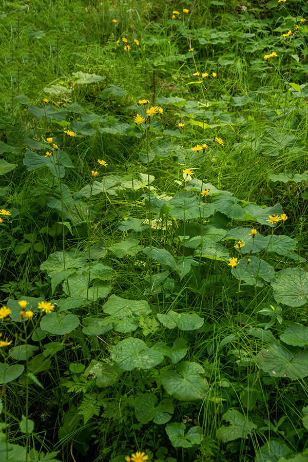 Močvirski dimek
Močvirski dimek na Jelovici.
Ključne besede: močvirski dimek crepis paludosa