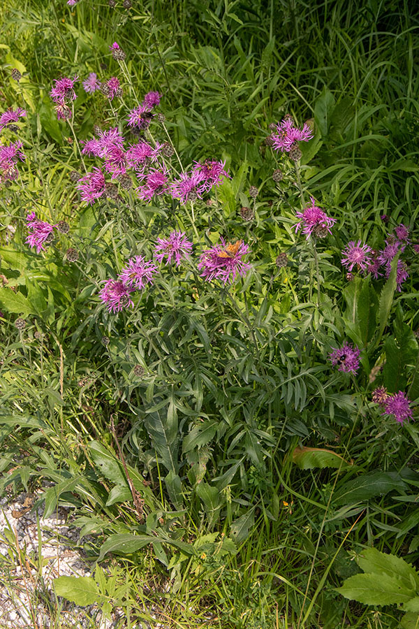 Poljski glavinec
Poljski glavinec na Jelovici.
Ključne besede: poljski glavinec centaurea scabiosa