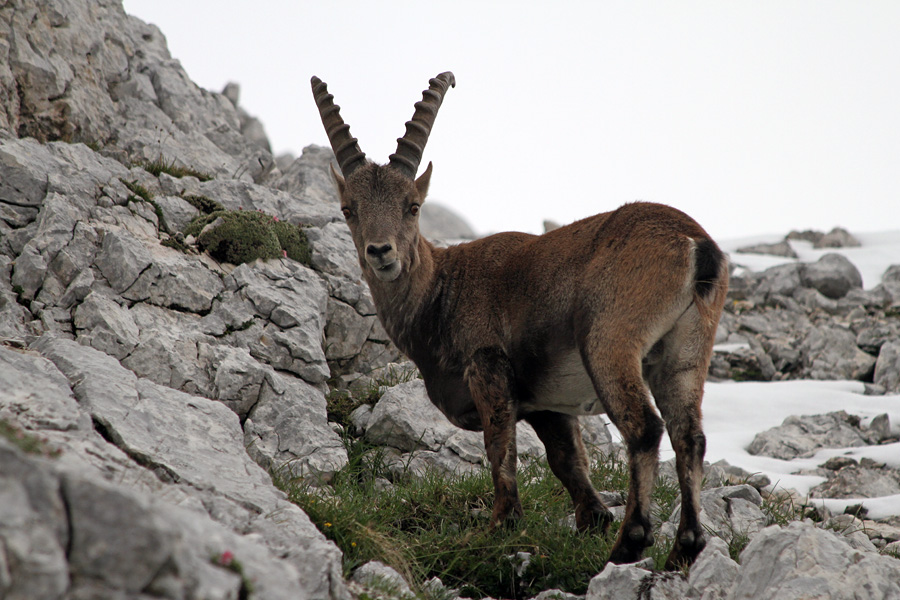 Paša ob snegu
V gorah je sneg zapadel dokaj nizko. Kozorogi na paši med zelenicami.
Ključne besede: kozorog capra ibex ibex