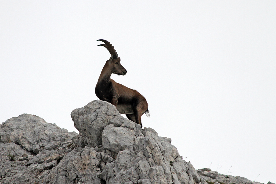 Na razgledniku
Ta je znal pozirati.
Ključne besede: kozorog capra ibex ibex