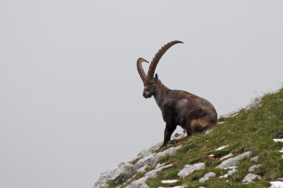 Sedeči kozorog
Kozorogi se ne pustijo motiti. Toliko se je le potrudil, da je prišel nižje, kjer je sneg že skopnel.
Ključne besede: 	kozorog capra ibex ibex