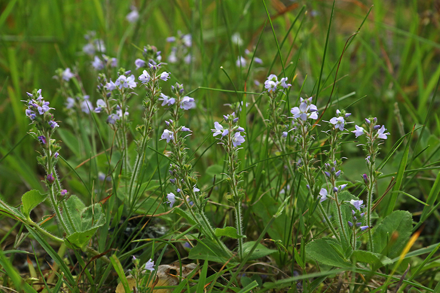 Zdravilni jetičnik
Zdravilni jetičnik.
Ključne besede: zdravilni jetičnik veronica officinalis