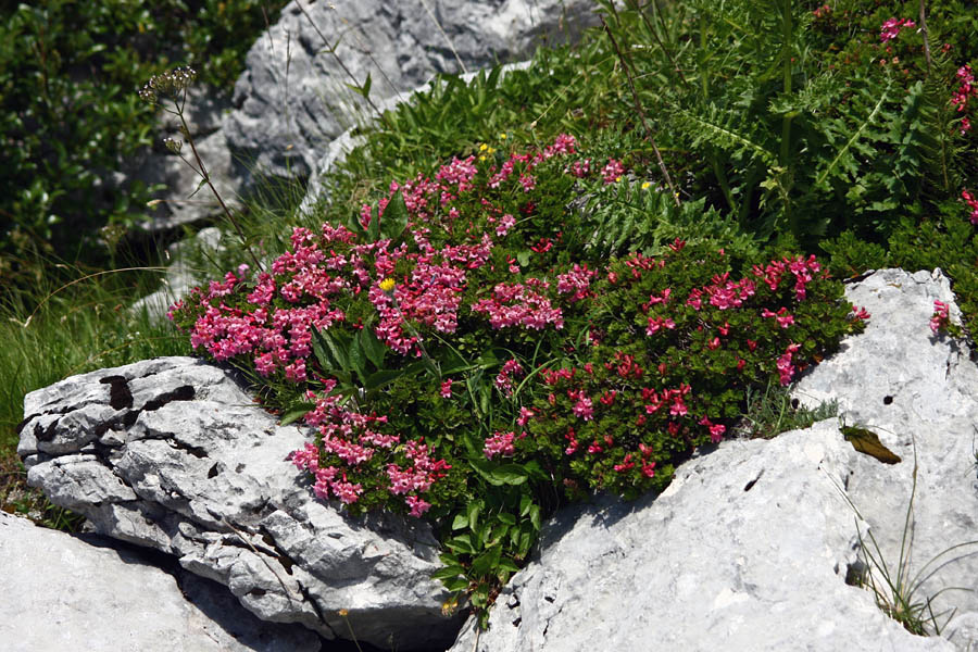 Šop burje
Dlakavi sleč (burja) na planini Pecol.
Ključne besede: dlakavi sleč burja rhododendron hirsutum