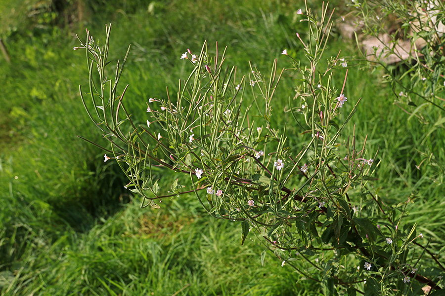 Rožnati vrbovec
Rožnati vrbovec.Spodnja Bohinjska dolina.
Ključne besede: rožnati vrbovec epilobium roseum