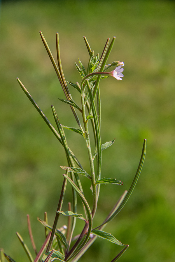 Rožnati vrbovec
Rožnati vrbovec. Spodnja Bohinjska dolina.
Ključne besede: rožnati vrbovec epilobium roseum