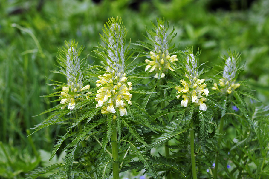 Hacquetovi ušivci
Hacquetovi ušivci.
Ključne besede: hacquetov ušivec pedicularis hacquetii